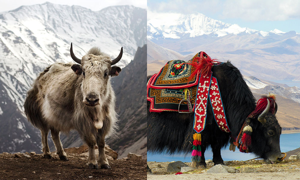 Yak Communications